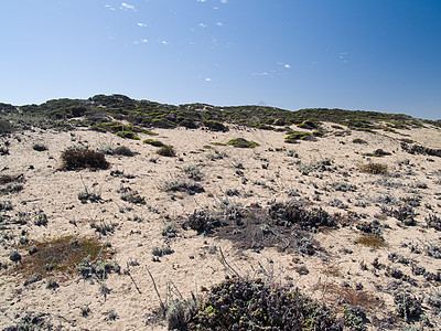 掩体支撑植被植物爬坡木头海洋丘陵沙丘海岸背景图片
