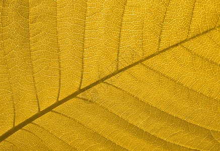 秋叶纹理纤维宏观森林阳光静脉生活季节背光植物植物学图片