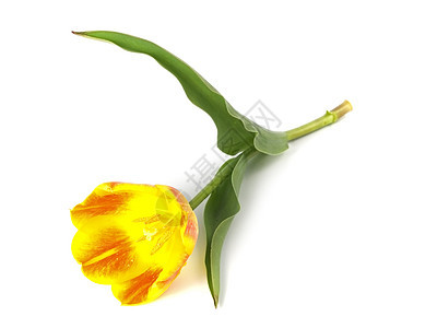 郁金tullip花束快乐白色花朵花瓶图片