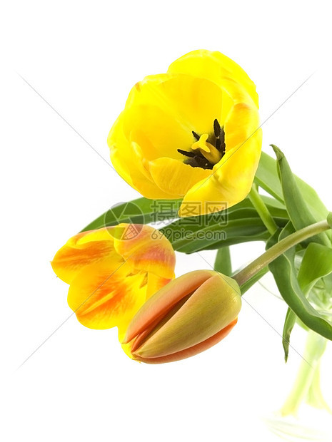 郁金tullip花瓶花朵快乐花束白色图片
