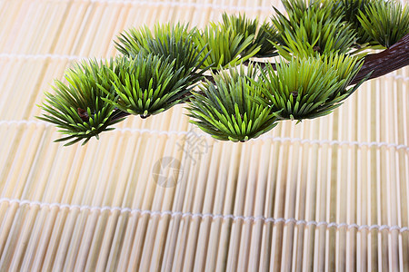日本松木绿色松树幼苗农业脆弱性叶子植物竹子园艺土壤图片