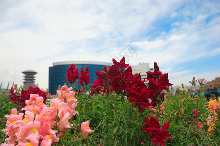 鲜花城市办公室景观玻璃场景地标天际建筑天空图片