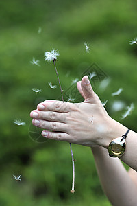 飞花花粉植物女士图片