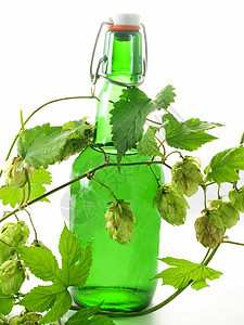啤酒啤酒厂发酵饮料味道玻璃绿色香气酿造树叶啤酒瓶图片