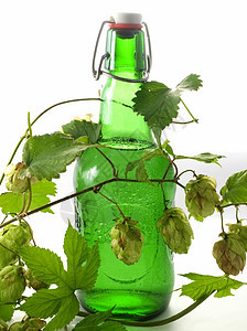啤酒树叶味道酿造酒吧锥体瓶子饮料香气苦味啤酒厂图片