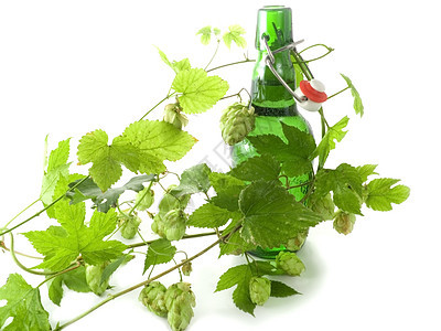 啤酒味道树叶发酵背光瓶子苦味酿造锥体酒吧绿色图片