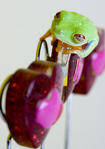 红眼树青蛙坐在心上红色两栖宏观生活雨林生物学眼睛动物倾斜绿色图片