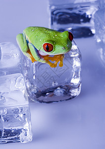 红眼树青蛙坐在冰块上橙子绿色无尾动物两栖眼睛宏观色调红色蓝色图片