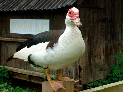 鸭子坐在栅栏上农业小屋农村房子农场乐趣野生动物账单乡村生物图片