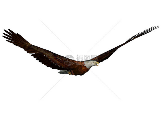 鹰动物翅膀野生动物图片