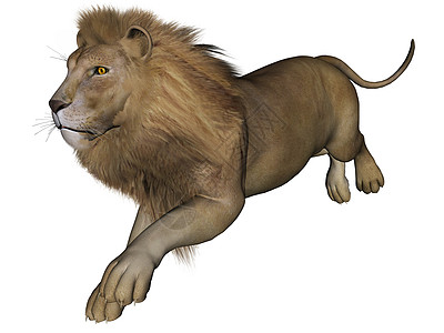 狮子雄狮野生动物荒野跑步男性捕食者鬃毛说谎哺乳动物图片