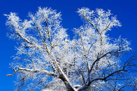 冬树天空冷冻冻结结晶雾凇天气脆皮白色图片