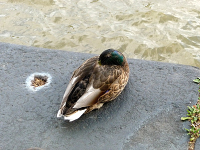 由泰晤士河安息鸭大道翅膀形目鸟类羽毛睡眠动物休息野生动物图片