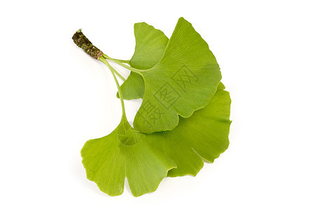 Ginkgo 叶叶健康叶子绿色生活方式流量草药草本植物植物树叶福利图片