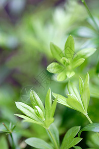 木木鲁森林叶子白色植物药品草本植物树叶绿色植物学图片