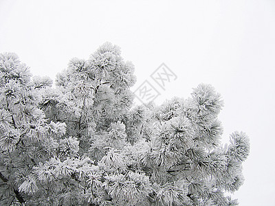 松树枝季节天气树木晴天森林场景松树白色季节性天空图片