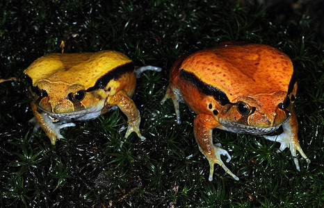 青蛙23橙子两栖容器动物玻璃黄色图片
