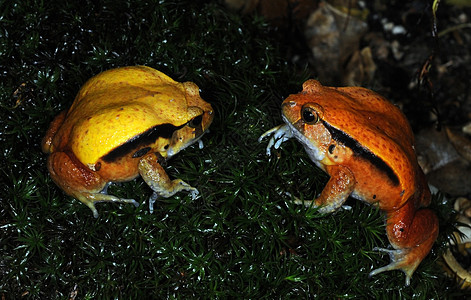青蛙23玻璃橙子黄色容器动物两栖图片