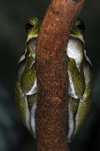 青蛙- 31图片