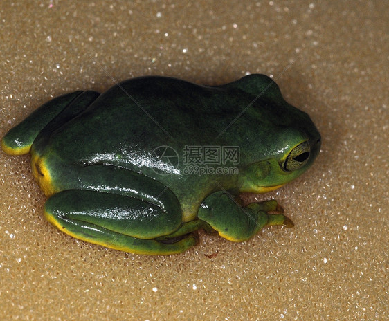青蛙 - 51图片