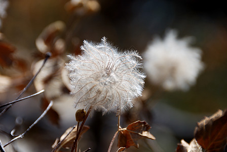 Fluffy 种子头图片