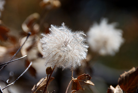 Fluffy 种子头背景图片