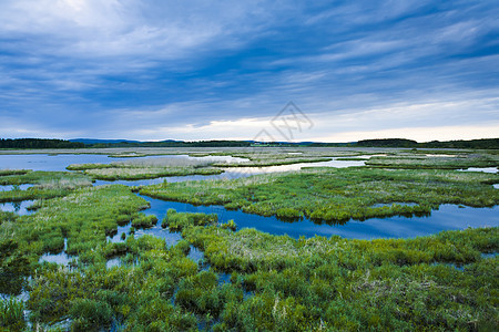 湿地沼泽地树木野生动物荒野绿色天空干草嵌套森林环境植物图片