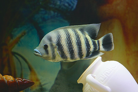 大热带水族馆鱼宏观荒野条纹情调异国蓝色假期浮潜潜水旅行图片