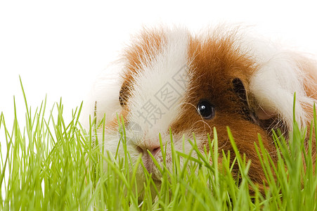 白底白皮上孤立的小白猪叶子生活野生动物耳朵头发胡须朋友哺乳动物动物宠物图片