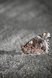 美丽的蝴蝶荒野斑点君主热带鳞翅目昆虫天线翅膀宏观花园图片