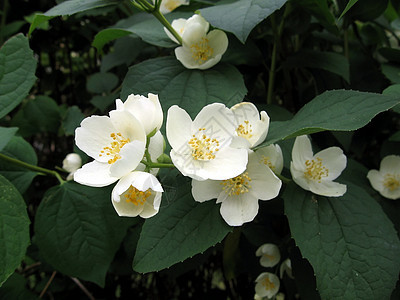 茉莉花绿色季节白色季节性衬套树叶植物植物群花瓣图片