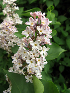 丁香花植物衬套绿色白色季节植物群花瓣树叶图片