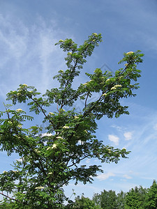 山灰天空季节性绿色植物群蓝色季节树叶植物图片