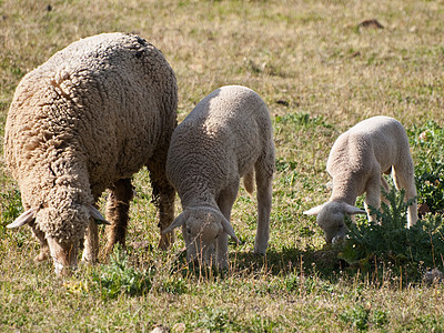 绵羊动物绿色果园食物羊肉哺乳动物生活农场毛皮配种图片
