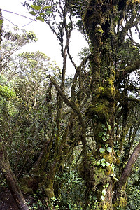世界最古老的摩西森林植物树叶苔藓林地植物学森林丛林环境木头模具图片