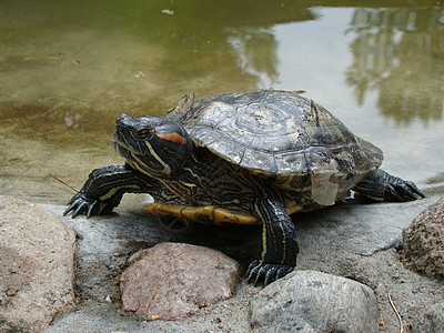 水龟荒野石头动物背景图片