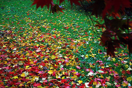 公园天空黄色树叶蓝色绿色树木红色图片