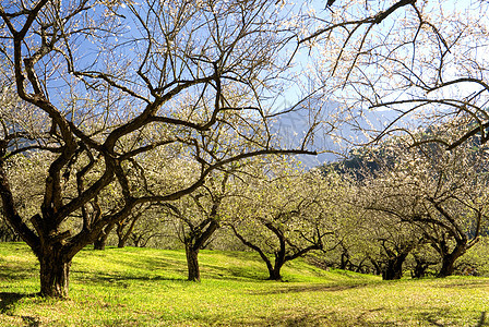梅花风景土地李子天空植物群场地团体环境蓝色叶子图片