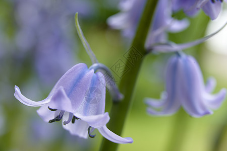 蓝铃花瓣季节性蓝色野花紫色花粉林地季节植物英文花图片