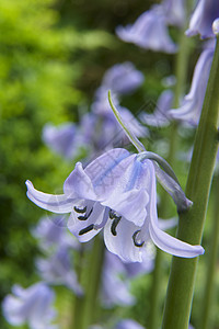 蓝铃季节性蓝色紫色宏观植物管状林地季节花粉花瓣图片