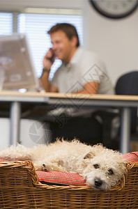 狗躺在家庭办公室里 跟有背景的男人在一起女士女性焦距动物电话商务电脑宠物桌子人士图片