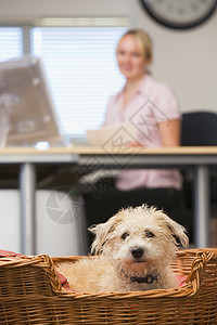 狗躺在家庭办公室里 有妇女背景人士商务桌子男性动物电脑女士女性宠物男人背景图片