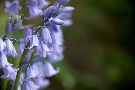 蓝铃紫色季节植物蓝色花瓣野花英文花林地管状花粉图片