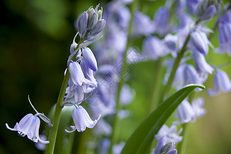 蓝铃蓝色林地季节紫色英文花花瓣季节性植物管状花粉图片
