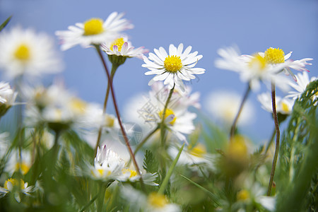 低地花瓣植物黄色宏观生长焦点花粉季节杂草白色图片