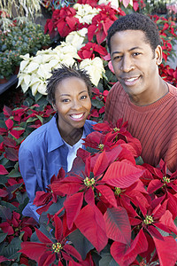在托儿所选择Poinsettias非裔活动消费者黑人享受快乐种族成年人决策情侣图片