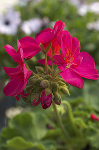 洋红色花开花花朵植物粉色紫红色生命焦点自然世界选择性植物群摄影图片