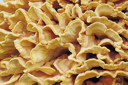 蘑菇菌科装饰黄色生命菌类风格摄影植物真菌植物群图片