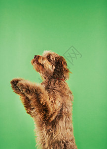 站立犬类纪律处分哺乳动物家犬照片犬科宠物家畜猎犬摄影图片