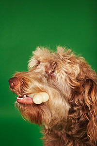 狗骨猎犬动物哺乳动物空格处宠物空间家养狗摄影犬类家畜家犬图片